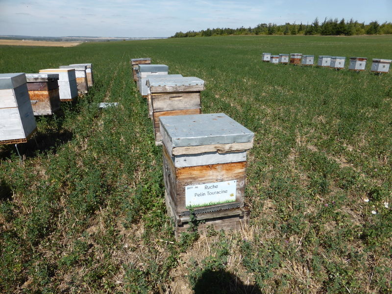 La ruche Pelin Touracine