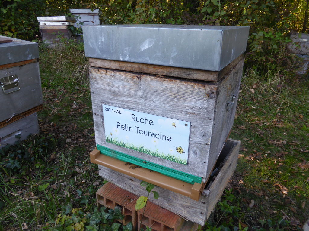 La ruche Pelin Touracine