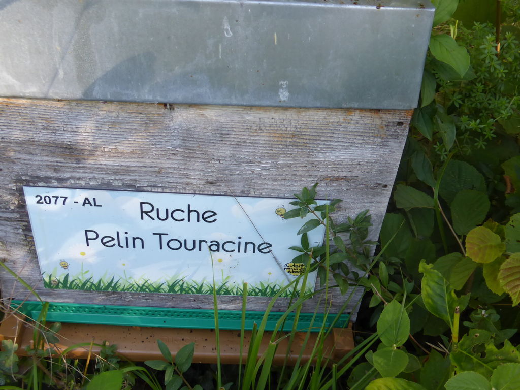 La ruche Pelin Touracine