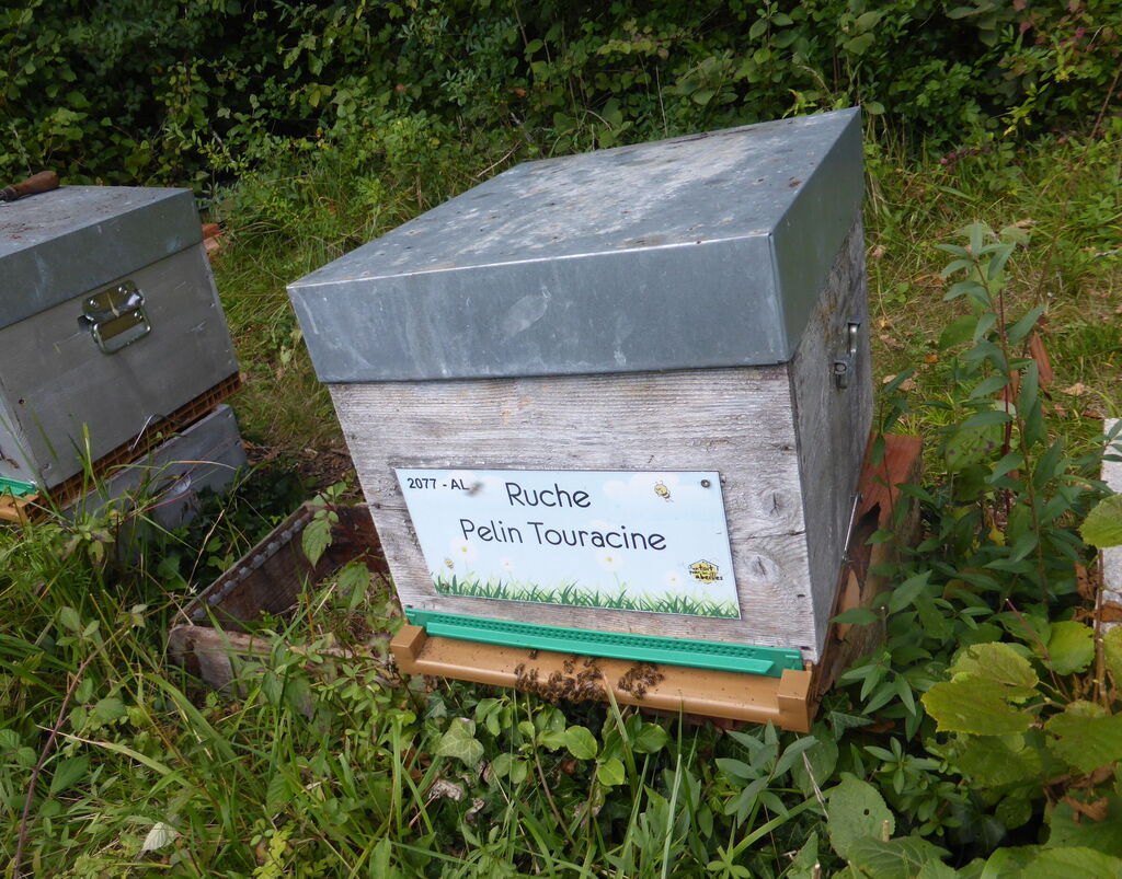 La ruche Pelin Touracine