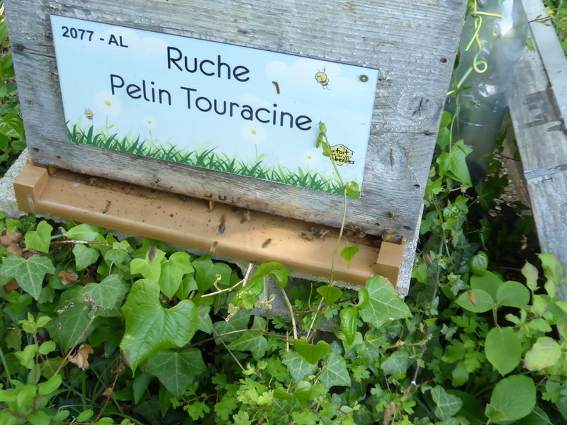 La ruche Pelin Touracine