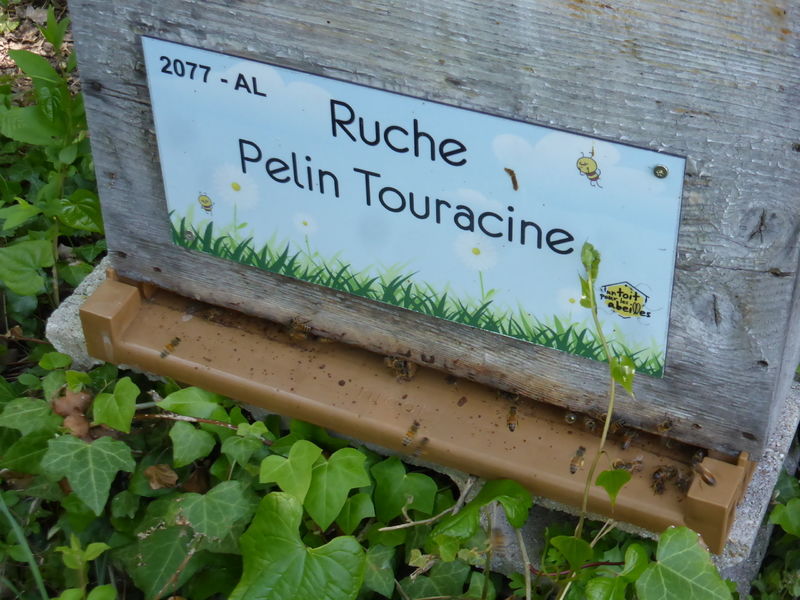 La ruche Pelin Touracine