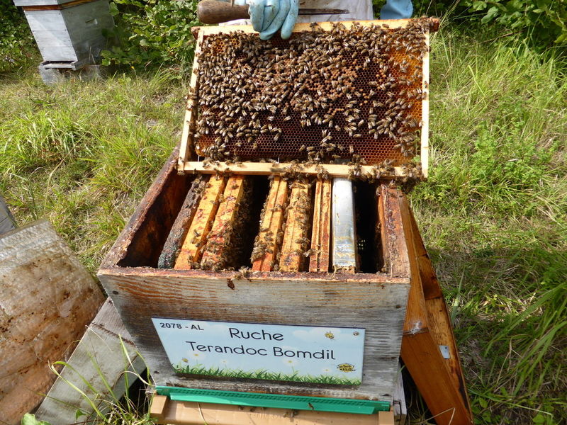 La ruche Terandoc Bomdil