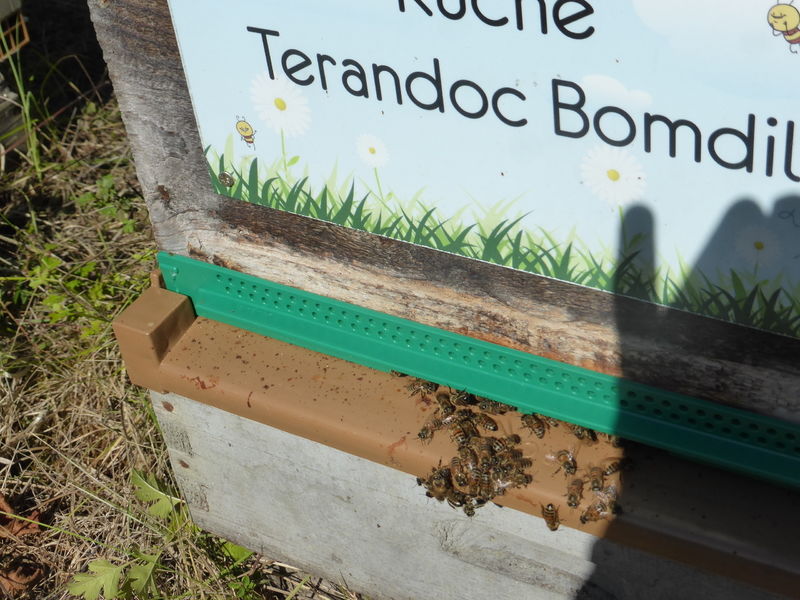 La ruche Terandoc Bomdil