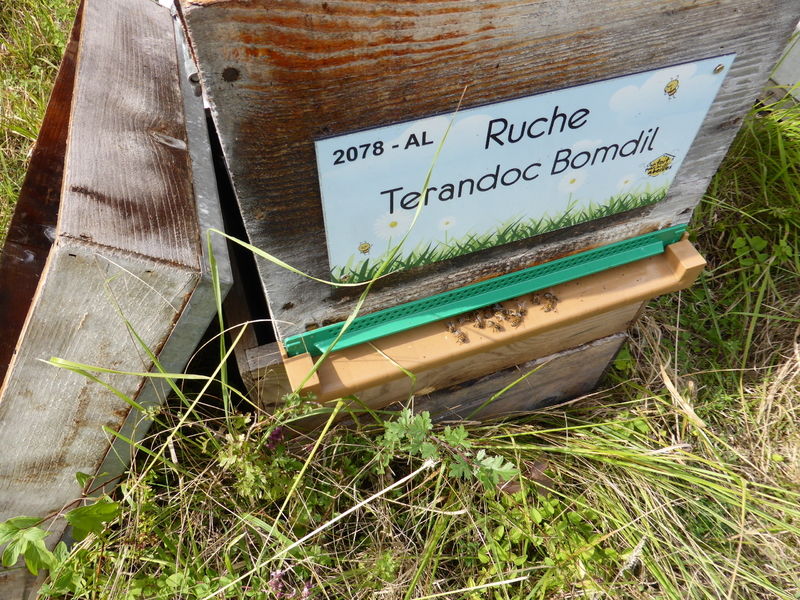 La ruche Terandoc Bomdil