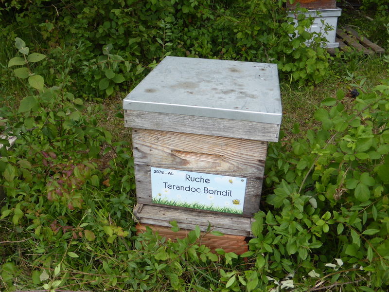 La ruche Terandoc Bomdil