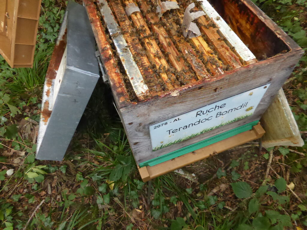 La ruche Terandoc Bomdil