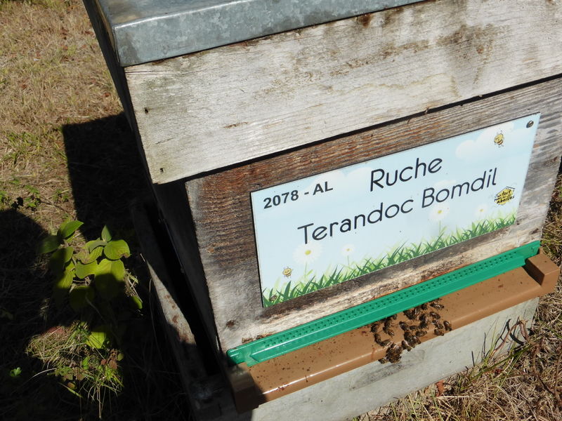 La ruche Terandoc Bomdil