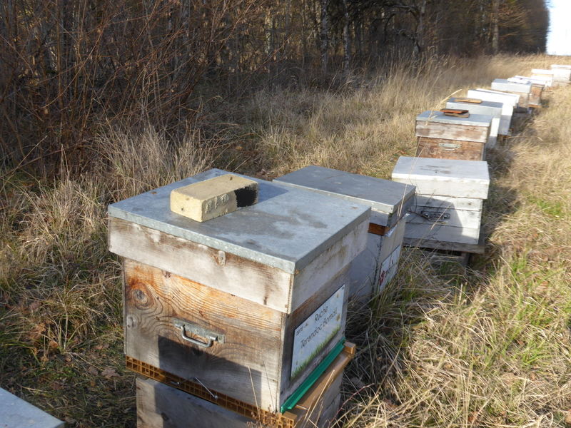 La ruche Terandoc Bomdil