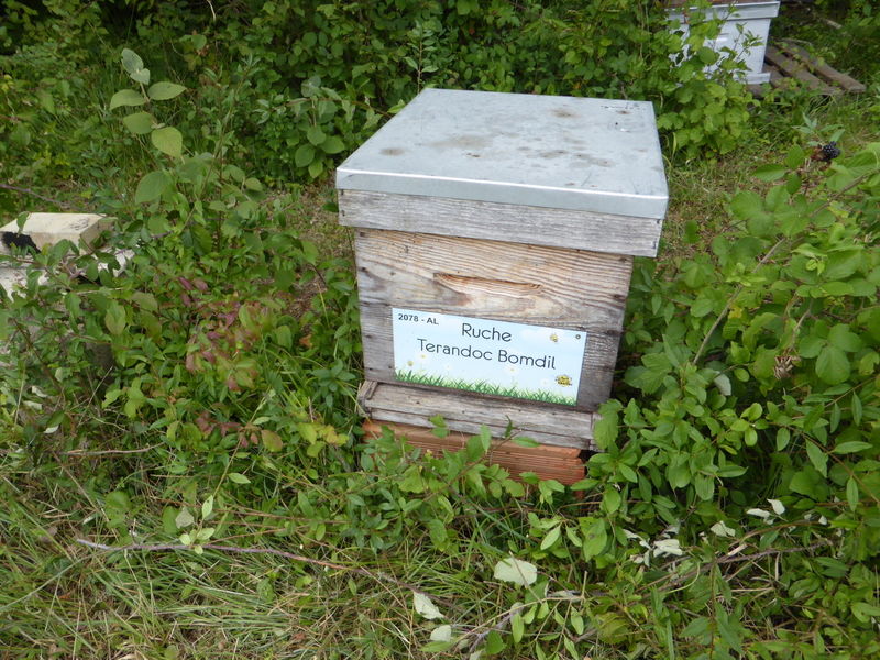 La ruche Terandoc Bomdil