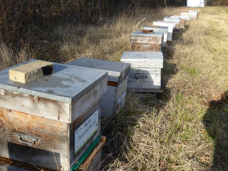 La ruche Terandoc Bomdil