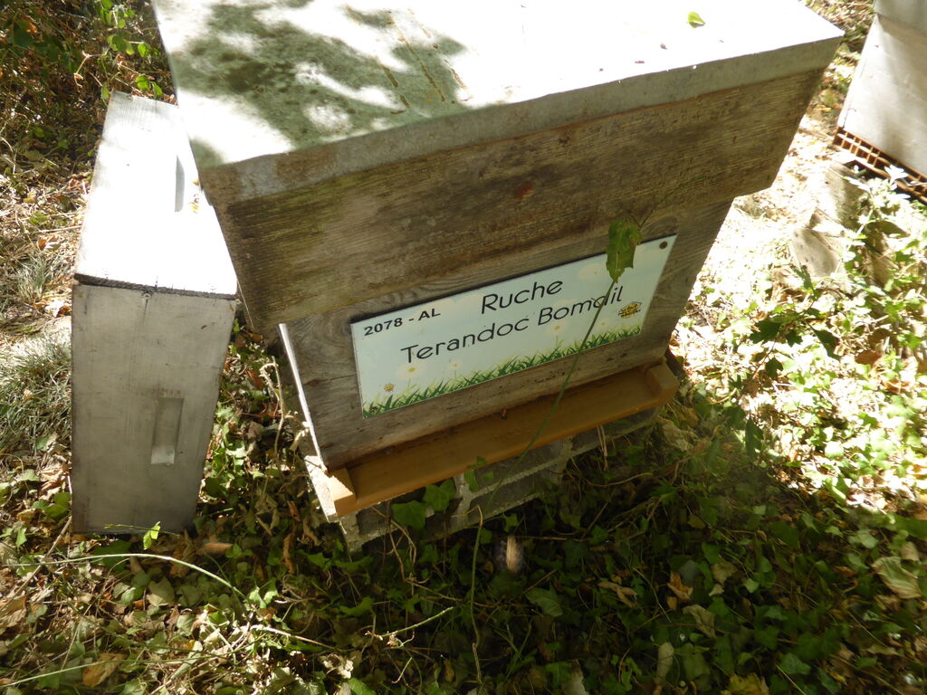 La ruche Terandoc Bomdil