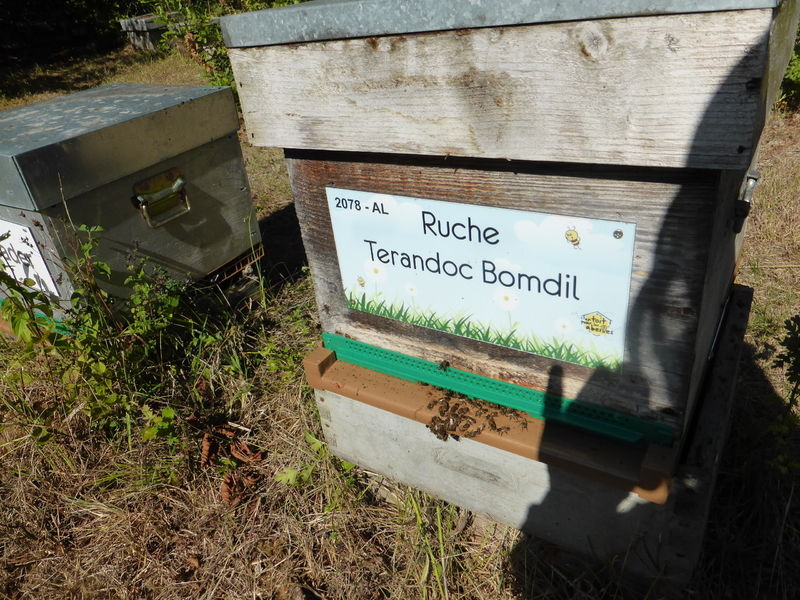 La ruche Terandoc Bomdil