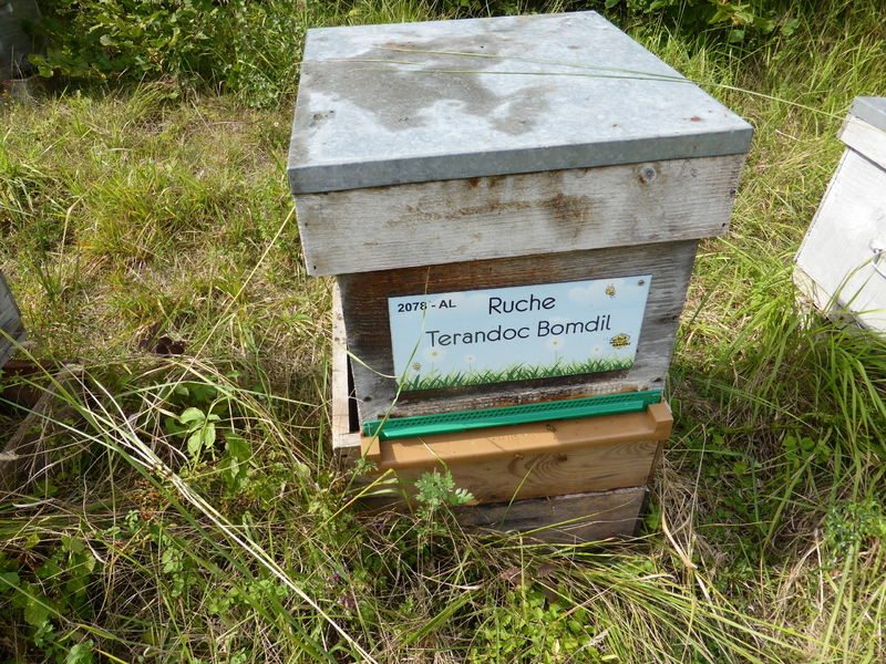 La ruche Terandoc Bomdil
