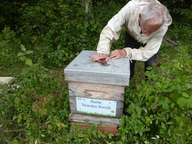 La ruche Terandoc Bomdil