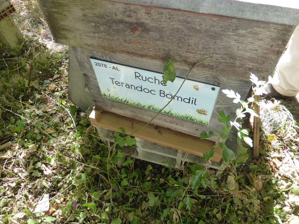 La ruche Terandoc Bomdil