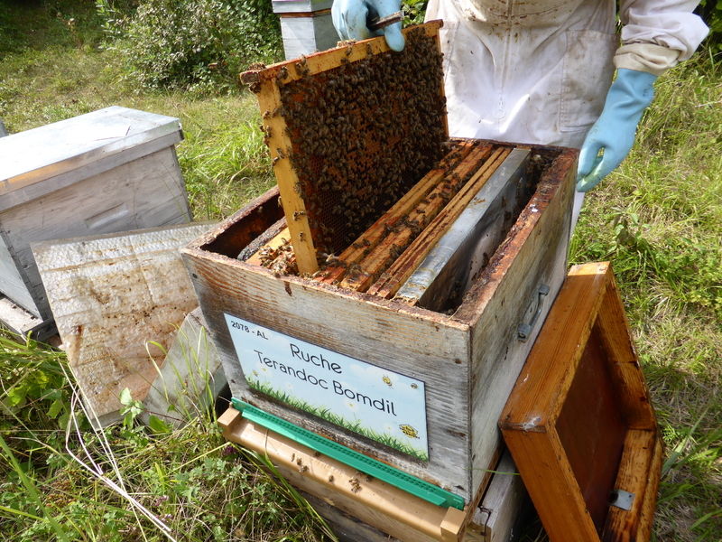 La ruche Terandoc Bomdil