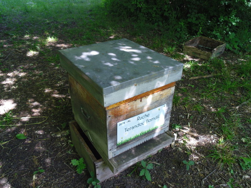 La ruche Terandoc Bomdil