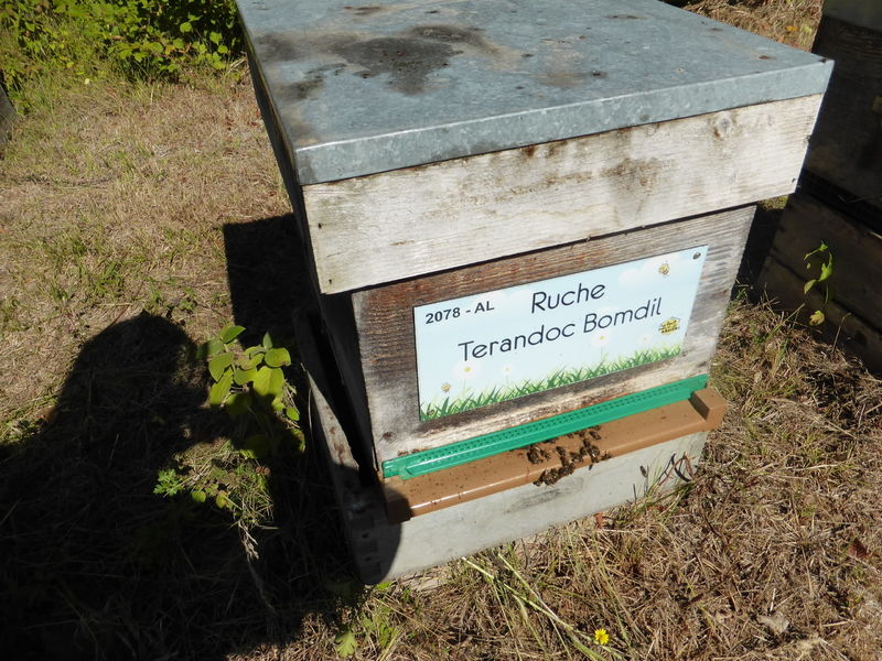 La ruche Terandoc Bomdil
