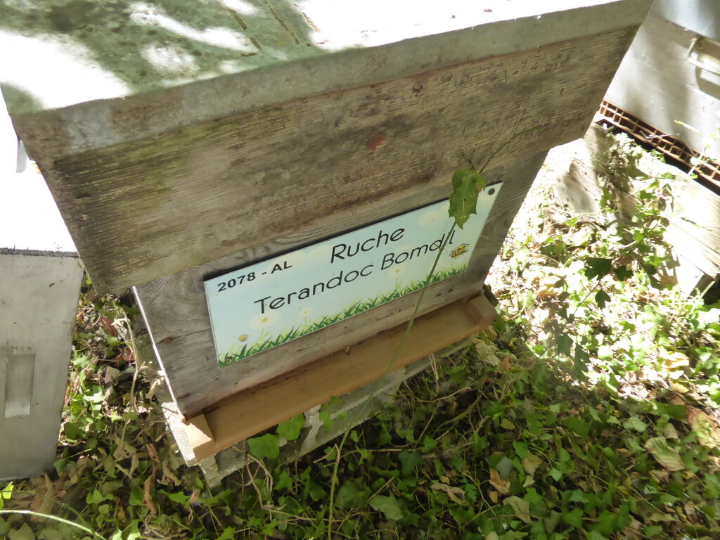La ruche Terandoc Bomdil