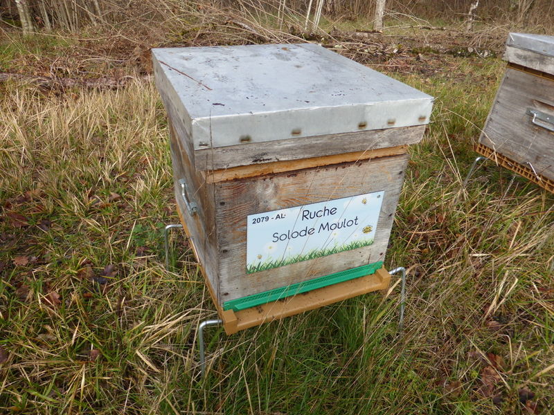 La ruche Solode Moulot