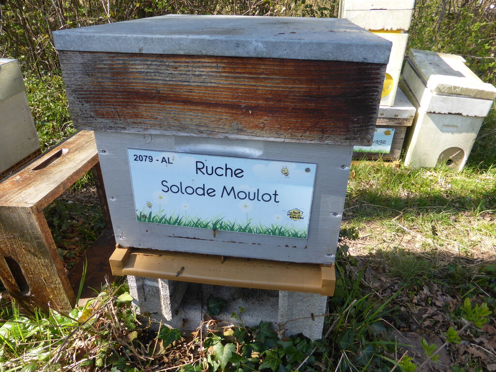 La ruche Solode Moulot