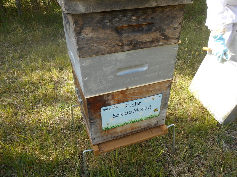 La ruche Solode Moulot