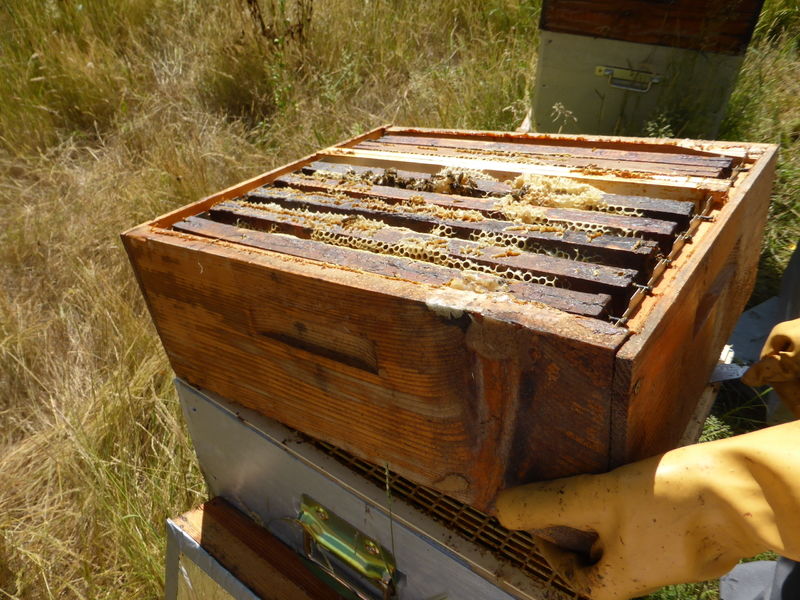 La ruche Solode Moulot