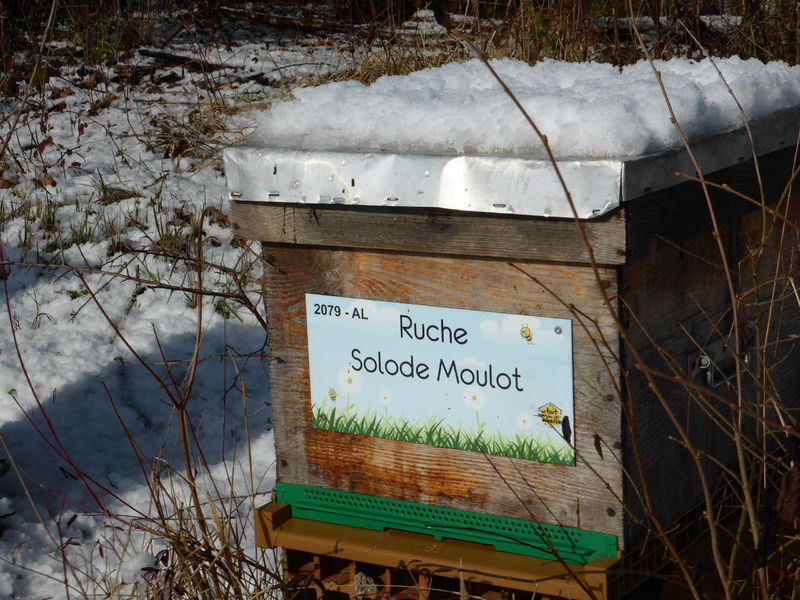 La ruche Solode Moulot