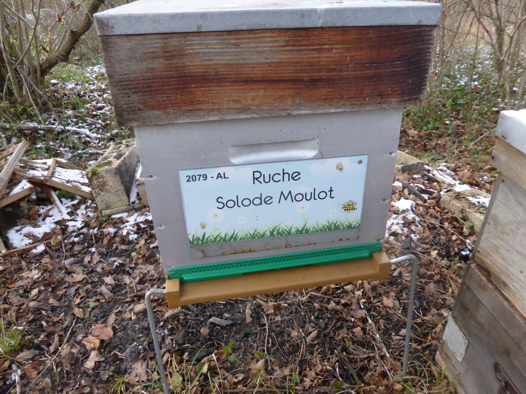La ruche Solode Moulot