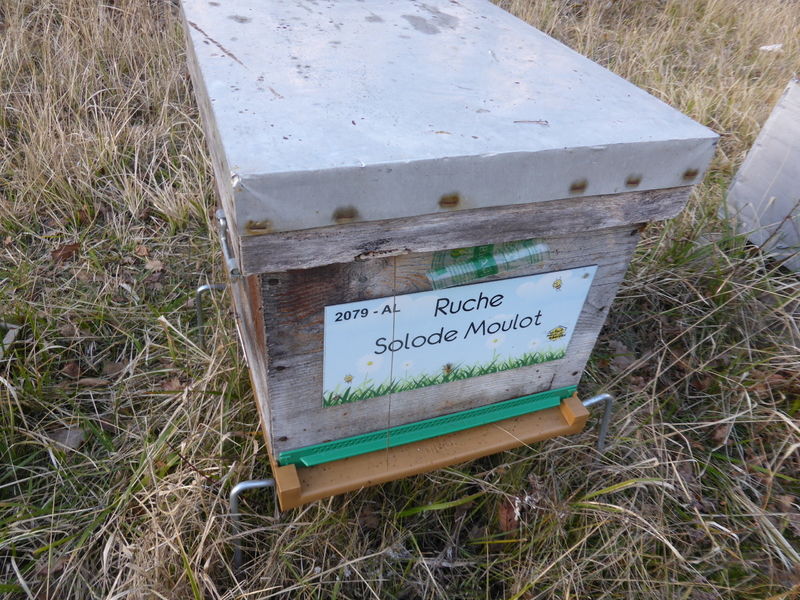 La ruche Solode Moulot