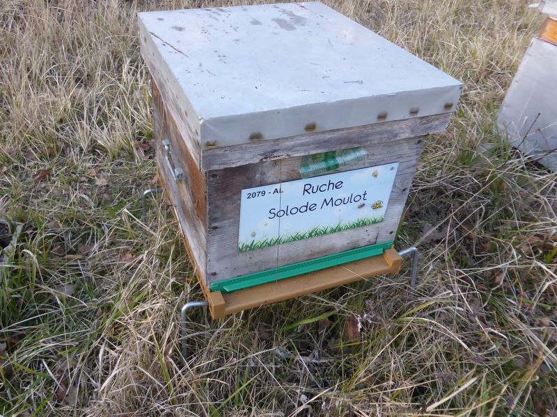 La ruche Solode Moulot