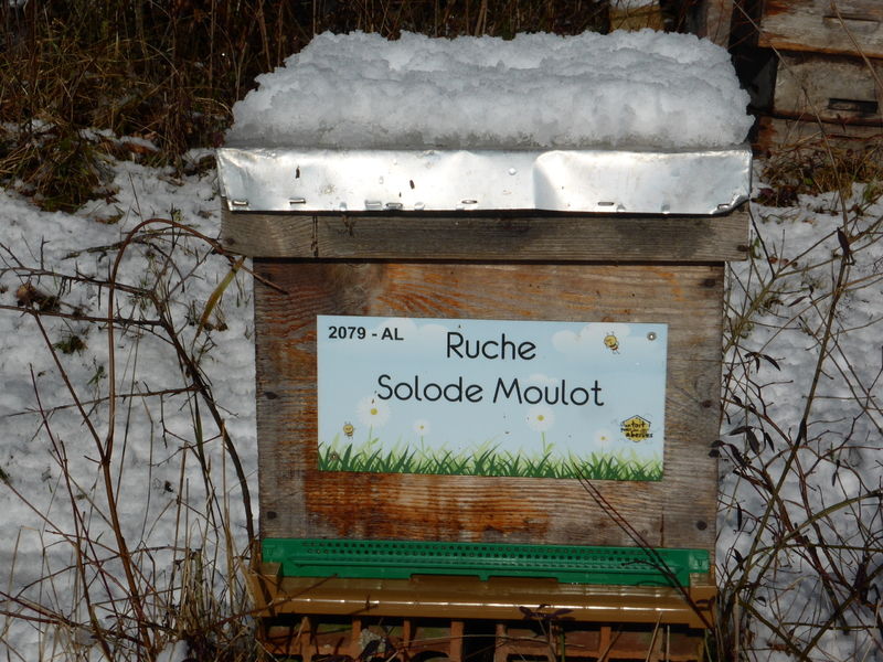 La ruche Solode Moulot