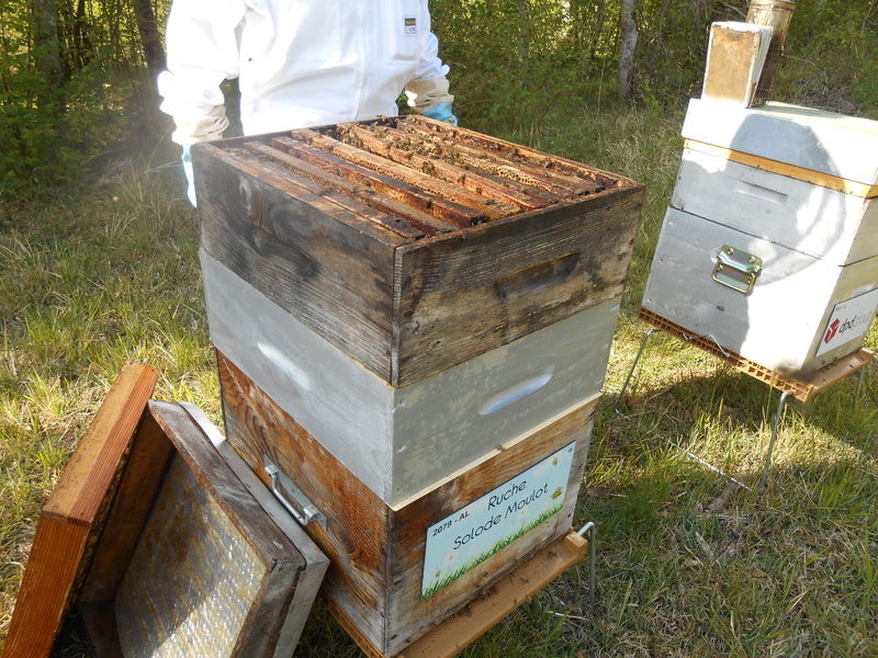 La ruche Solode Moulot