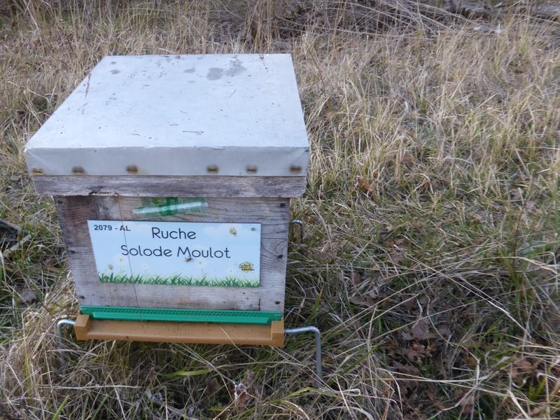 La ruche Solode Moulot