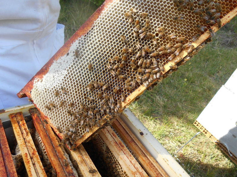 La ruche Solode Moulot