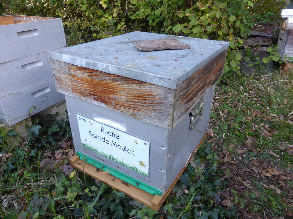 La ruche Solode Moulot