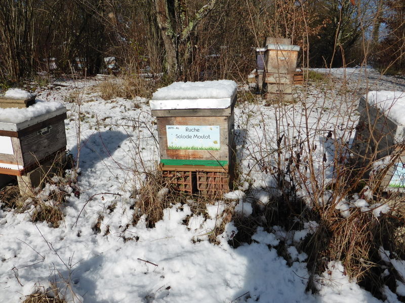 La ruche Solode Moulot