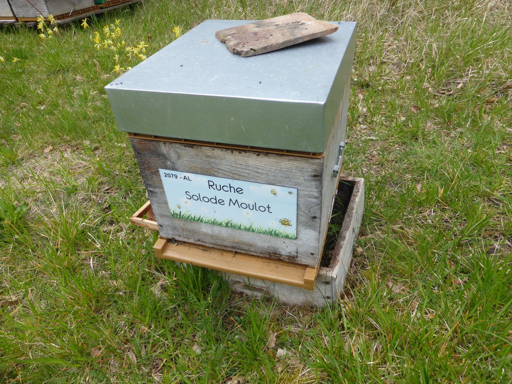 La ruche Solode Moulot