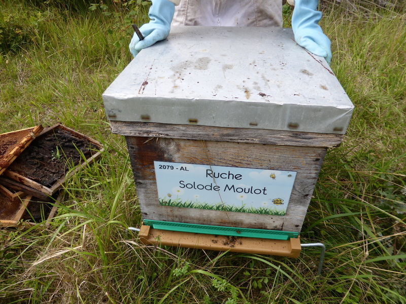 La ruche Solode Moulot