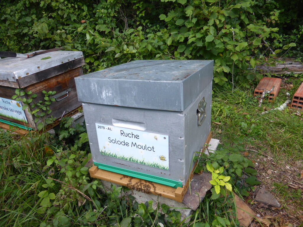 La ruche Solode Moulot