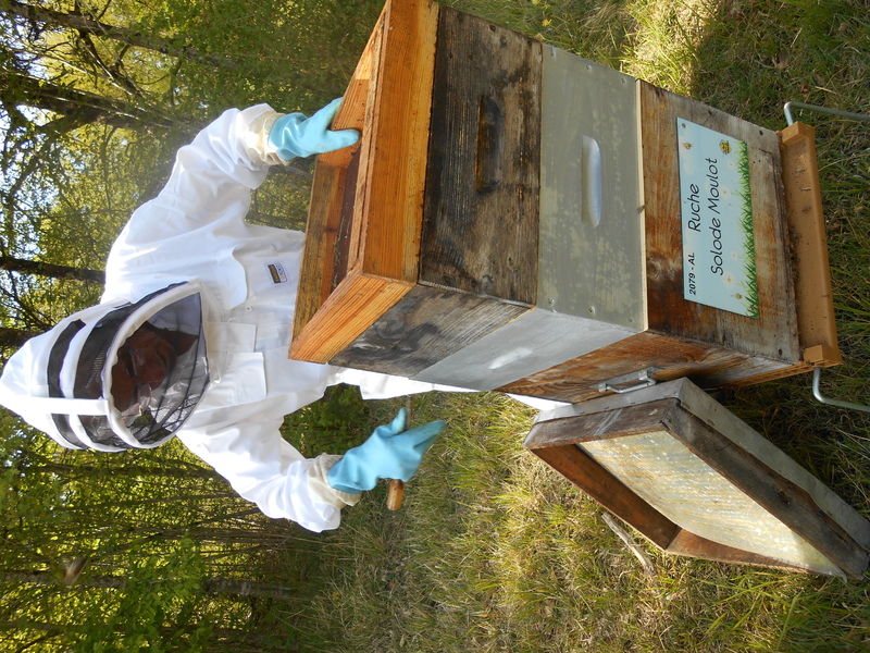 La ruche Solode Moulot