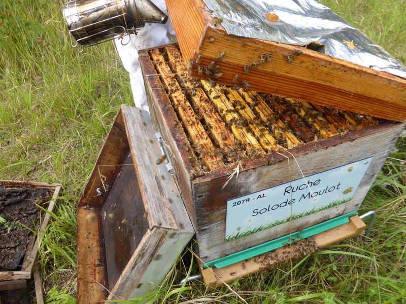 La ruche Solode Moulot
