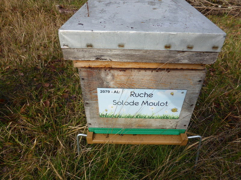La ruche Solode Moulot