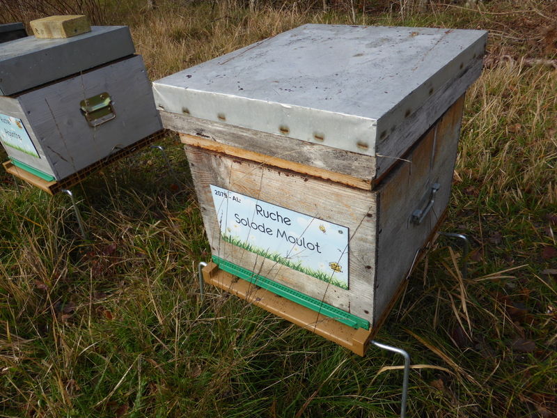 La ruche Solode Moulot