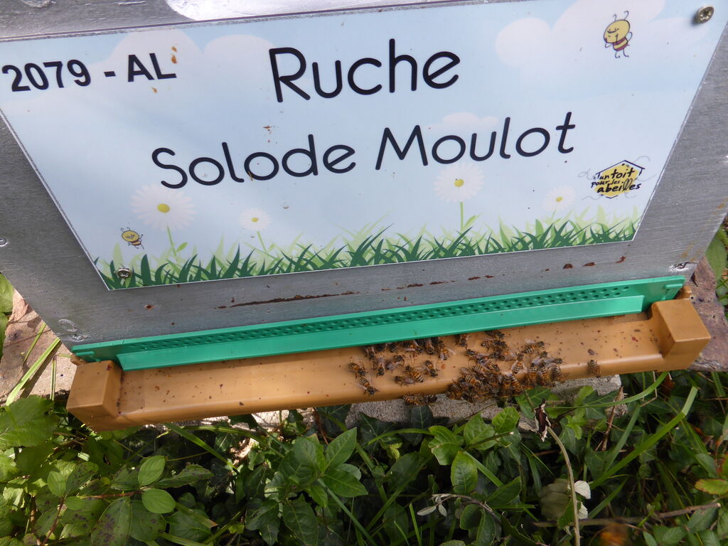 La ruche Solode Moulot