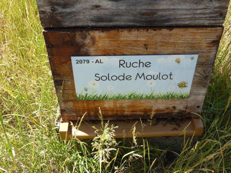 La ruche Solode Moulot