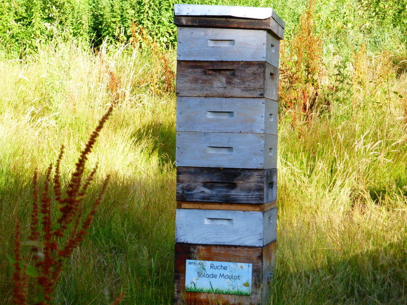 La ruche Solode Moulot