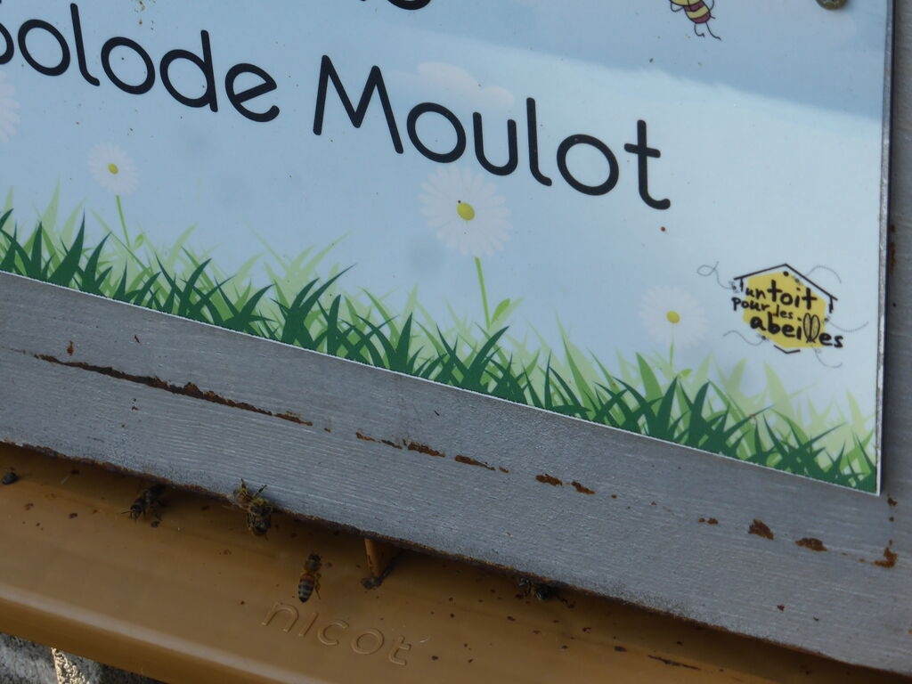 La ruche Solode Moulot