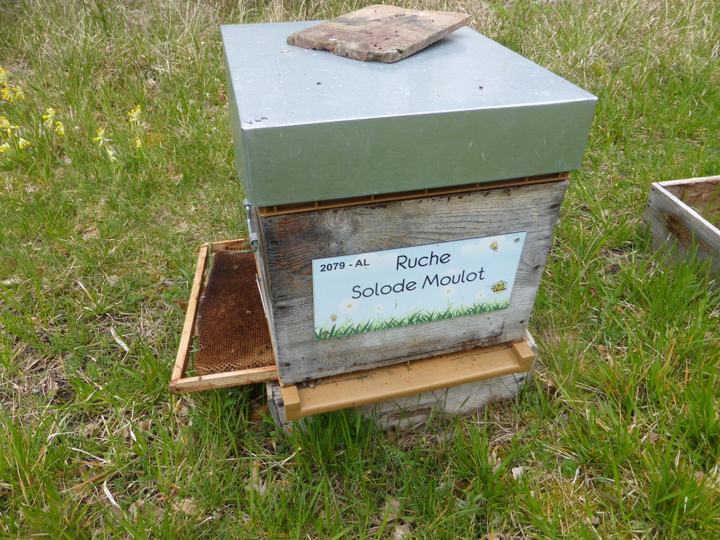 La ruche Solode Moulot